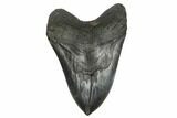Huge, Fossil Megalodon Tooth - South Carolina #176684-1